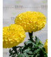Grow Delight Marigold OP Yellow 20 grams